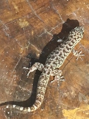 Phyllodactylus tuberculosus