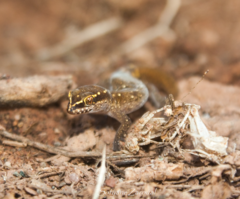 Saurodactylus brosseti