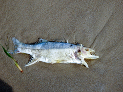 Centropomus parallelus