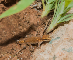 Saurodactylus brosseti