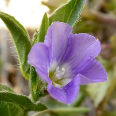 Convolvulus siculus