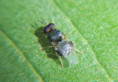 Cynipimorpha