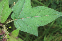 Solanum acerifolium