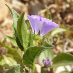 Convolvulus siculus