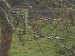 Zonotrichia capensis chilensis