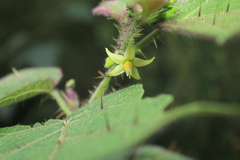 Solanum acerifolium