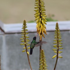 Chrysuronia grayi