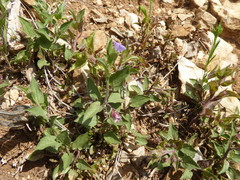 Convolvulus siculus