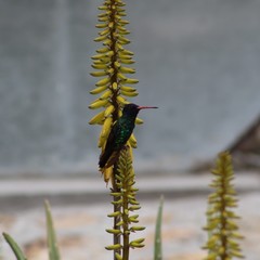 Chrysuronia grayi