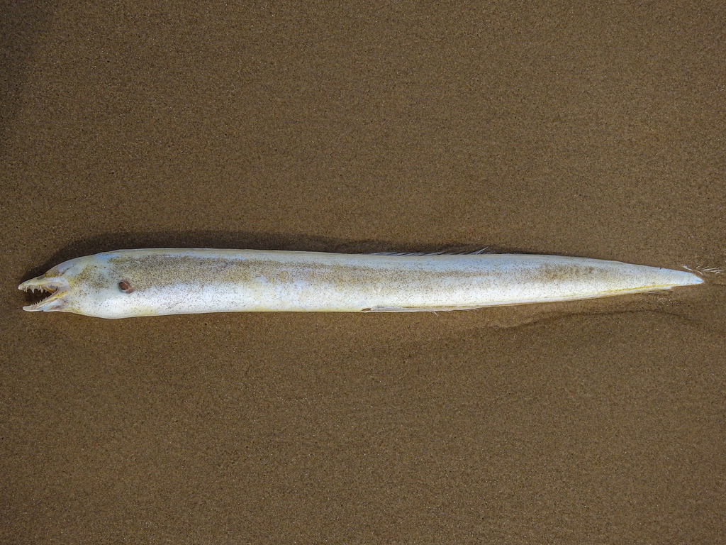 Blacktail moray (Gymnothorax kolpos) — Muraenidae