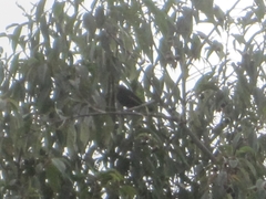 Turdus fuscater