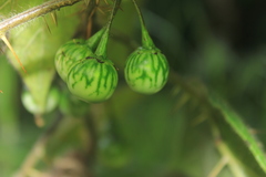 Solanum acerifolium