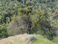 Phoradendron leucarpum tomentosum