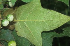 Solanum acerifolium