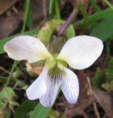 Viola bicolor