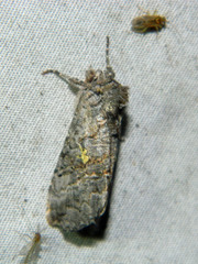 Syngrapha viridisigma