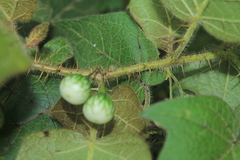 Solanum acerifolium