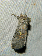 Syngrapha viridisigma