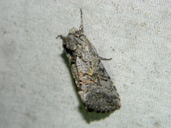 Syngrapha viridisigma