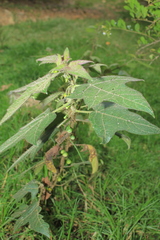 Solanum acerifolium