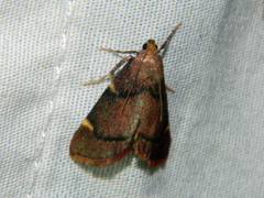 Hypsopygia thymetusalis