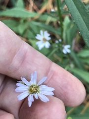 Symphyotrichum lanceolatum lanceolatum