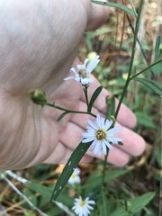 Symphyotrichum lanceolatum lanceolatum
