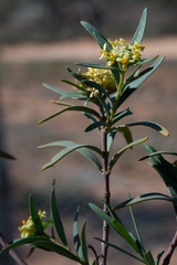 Pimelea microcephala