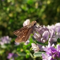 Lerodea eufala concepcionis