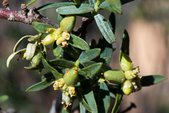 Pimelea microcephala
