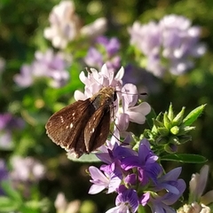 Lerodea eufala concepcionis