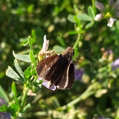 Lerodea eufala concepcionis