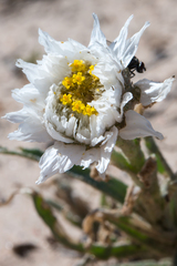 Polycalymma stuartii