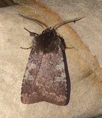 Cerastis tenebrifera