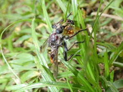 Andrenosomatini
