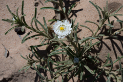 Polycalymma stuartii
