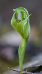 Pterostylis scabrida