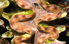 Tridacna squamosina