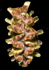 Tridacna squamosina