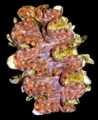 Tridacna squamosina
