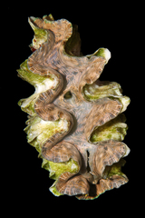 Tridacna squamosina