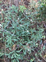 Symphyotrichum lanceolatum lanceolatum