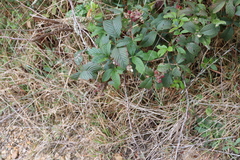 Rubus glaucus
