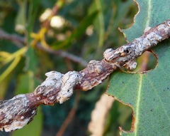 Selitrichodes globulus