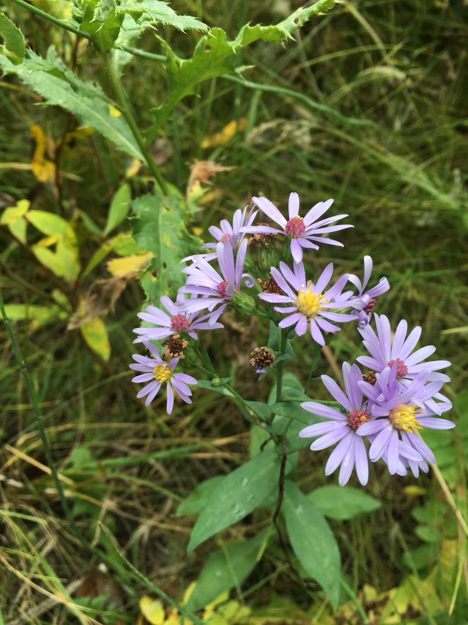 Symphyotrichum laeve var. geyeri