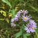 Geyer's Aster - Photo (c) Cassy Penn, some rights reserved (CC BY-NC), uploaded by Cassy Penn