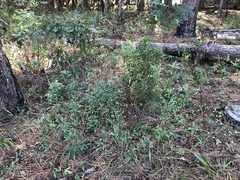 Symphyotrichum lanceolatum lanceolatum