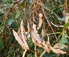 Selitrichodes globulus