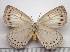 Artopoetes pryeri