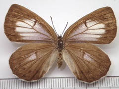 Artopoetes pryeri